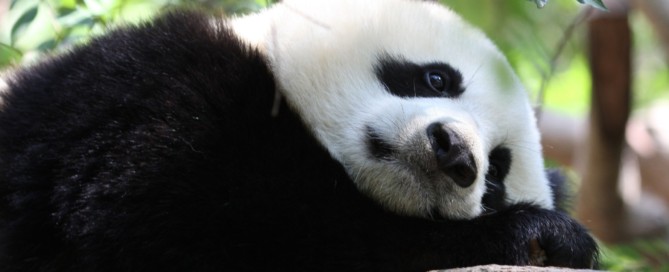 Sad panda