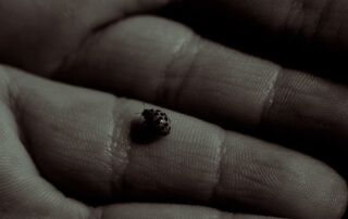 hand holding ladybug duotone