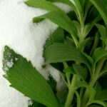 stevia-rebaudiana-stevia-herb-twigs-white-powder-natural-sweetener-powder-from-stevia-plant